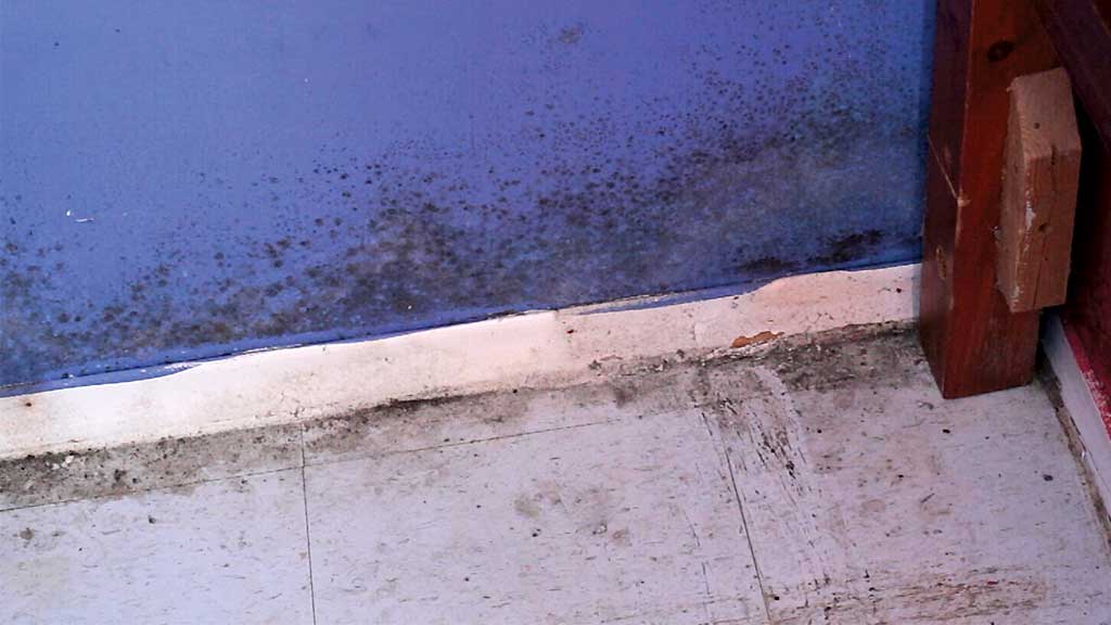 Don’t just paint it! Five steps for killing mold safely and impressing